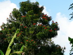 Ausflug Nationalpark  Afrikanischer Tulpenbaum bei dem Wasserfall (DOM).
